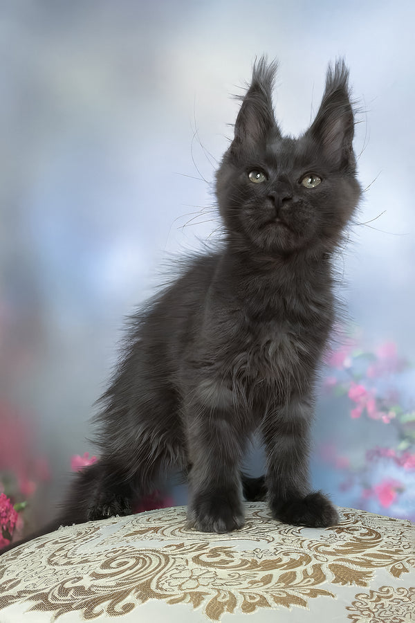 Umka | Maine Coon Kitten