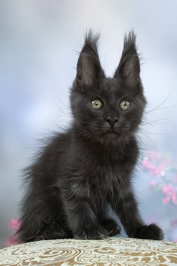 Umka | Maine Coon Kitten