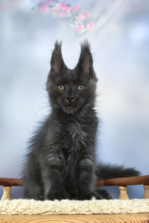 Umka | Maine Coon Kitten