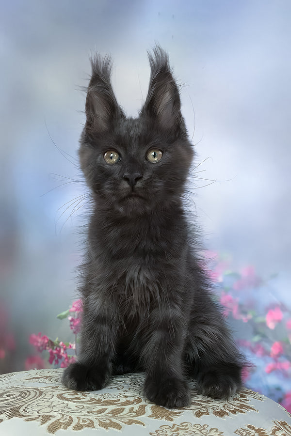 Umka | Maine Coon Kitten