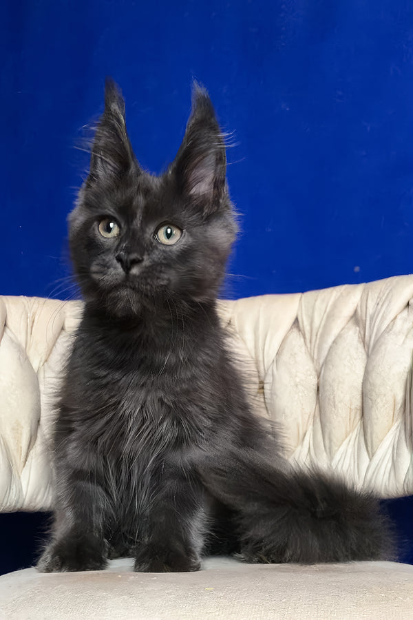 Umka | Maine Coon Kitten