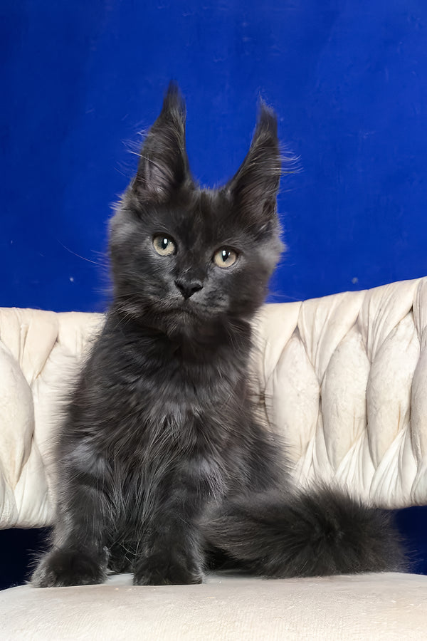 Umka | Maine Coon Kitten