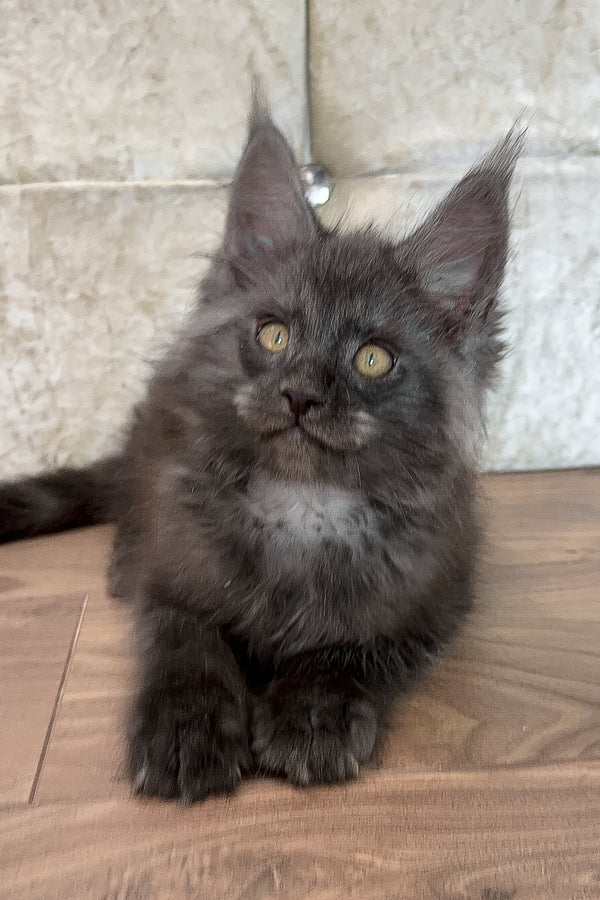 Endi | Maine Coon Kitten