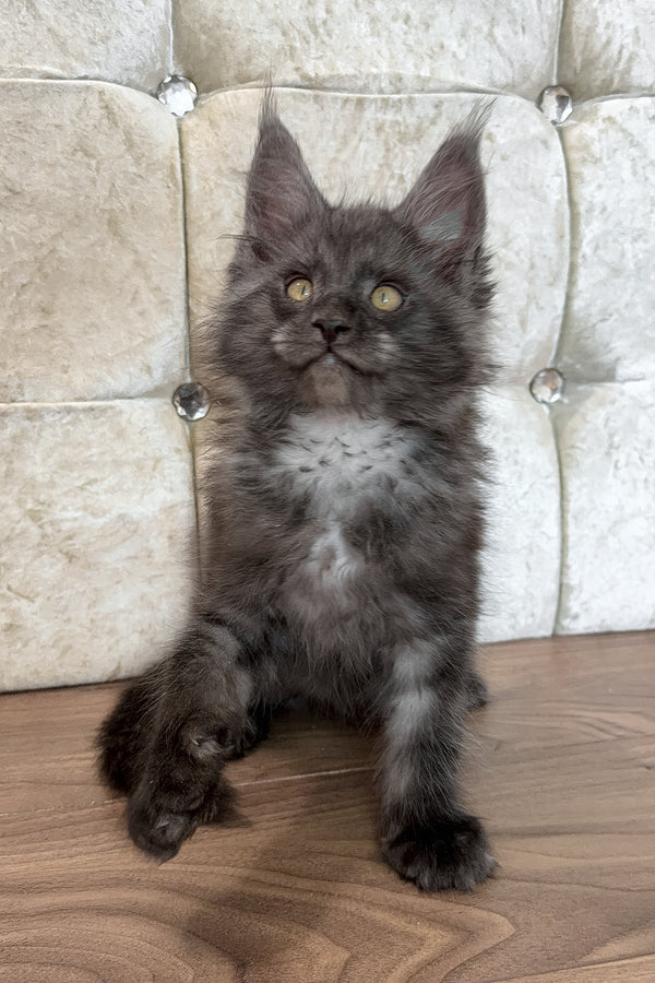 Endi | Maine Coon Kitten