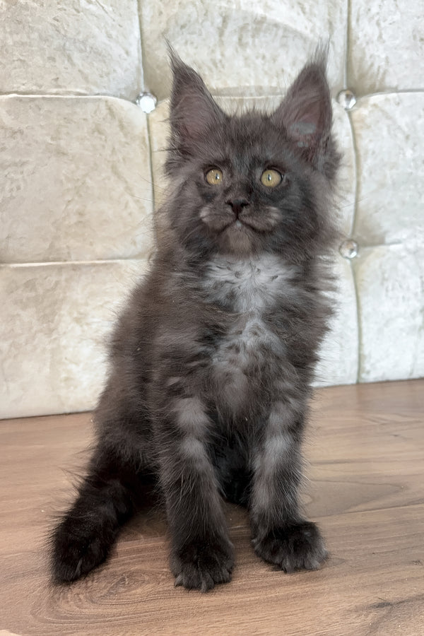 Endi | Maine Coon Kitten
