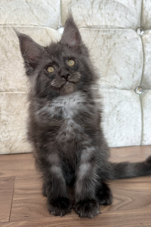 Endi | Maine Coon Kitten