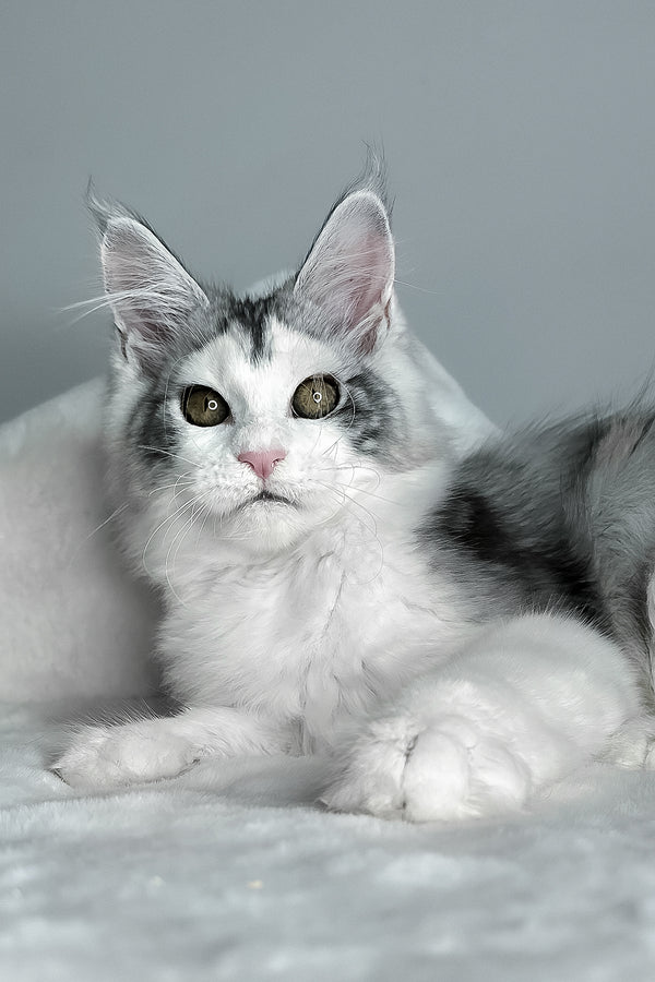 Fibi | Maine Coon Kitten