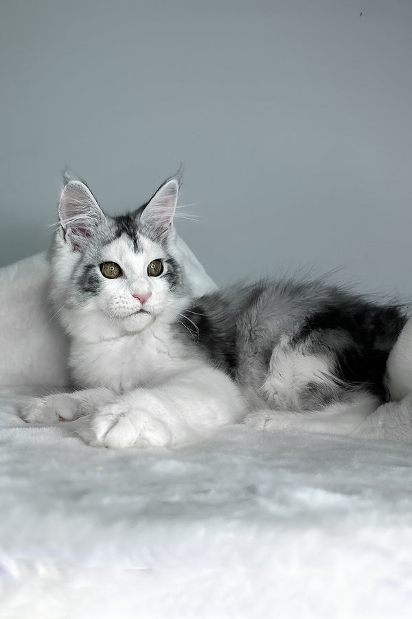 Fibi | Maine Coon Kitten