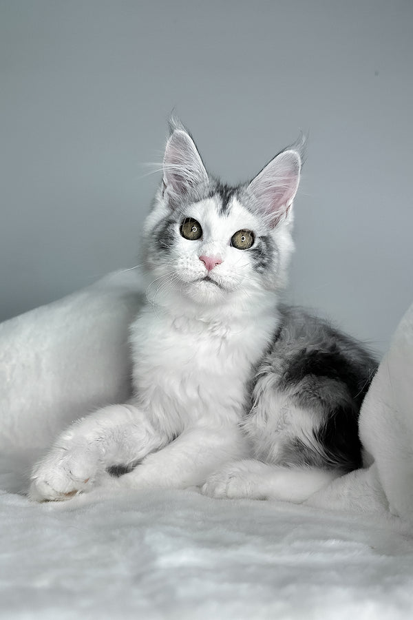 Fibi | Maine Coon Kitten