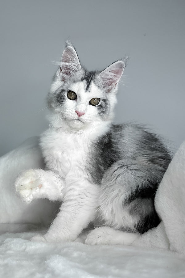 Fibi | Maine Coon Kitten