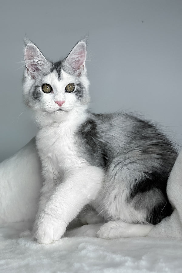 Fibi | Maine Coon Kitten