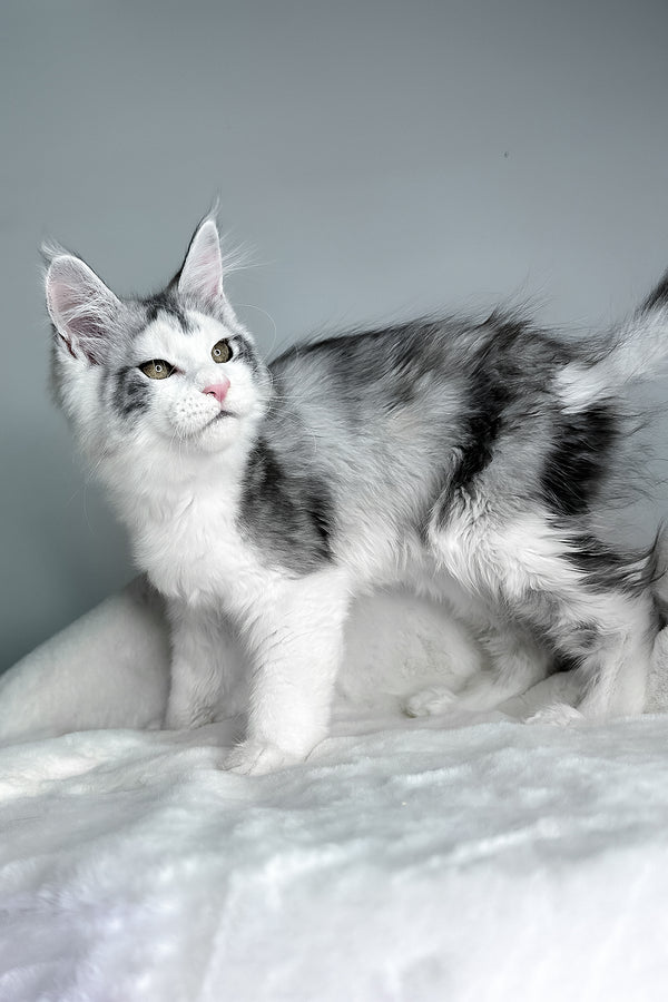Fibi | Maine Coon Kitten