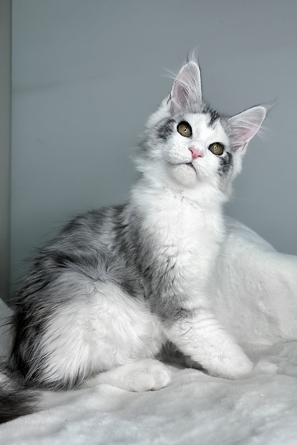 Fibi | Maine Coon Kitten
