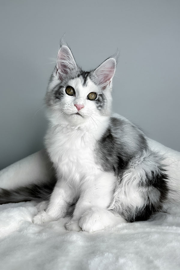 Fibi | Maine Coon Kitten