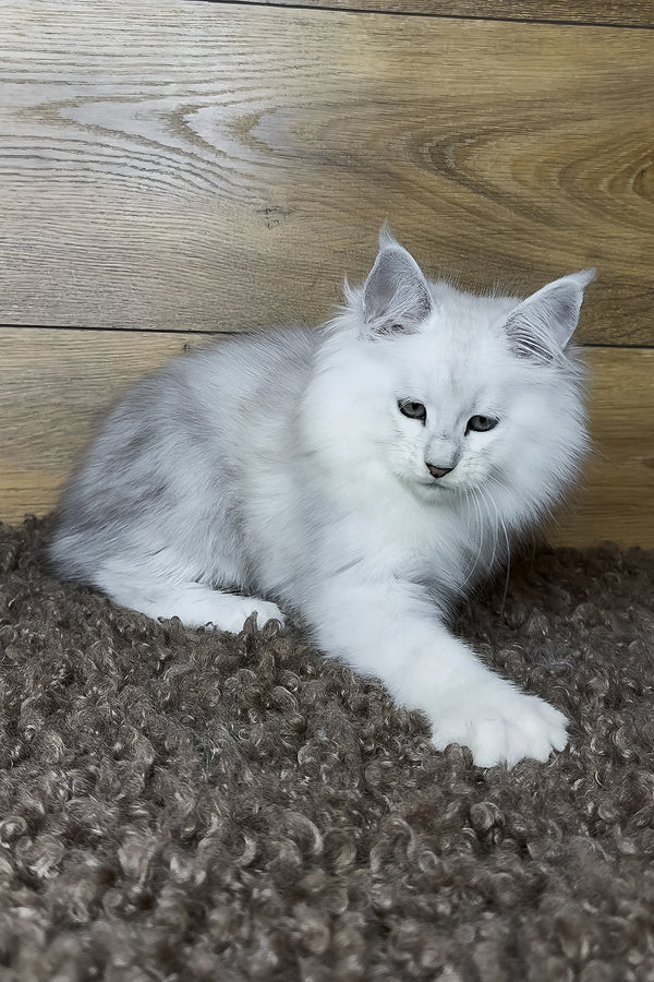 Harden | Maine Coon Kitten