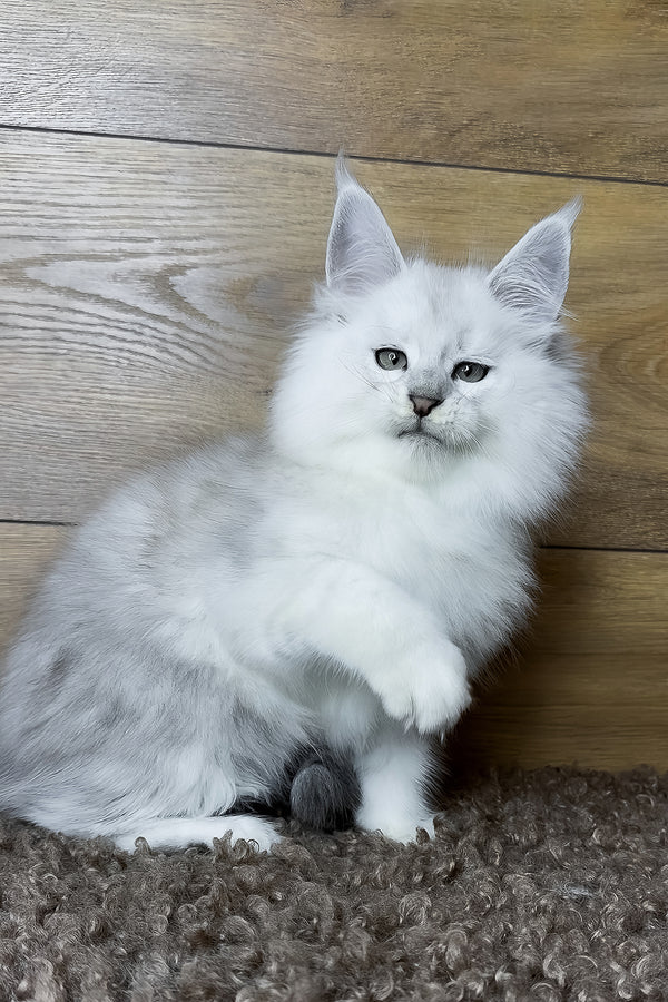 Harden | Maine Coon Kitten