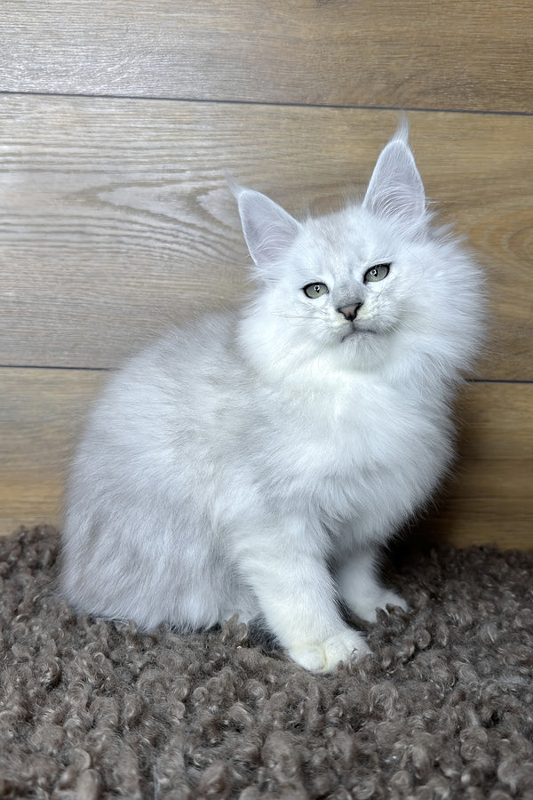 Harden | Maine Coon Kitten