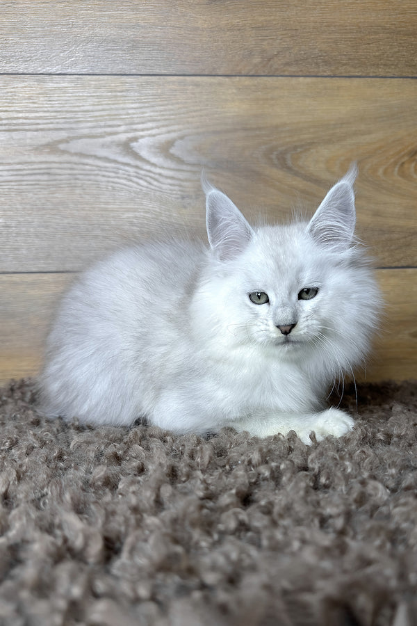 Harden | Maine Coon Kitten