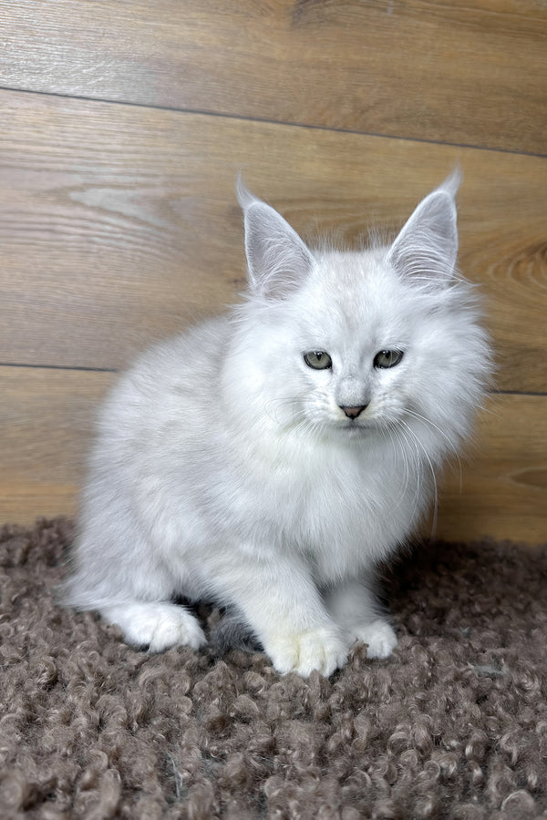 Harden | Maine Coon Kitten
