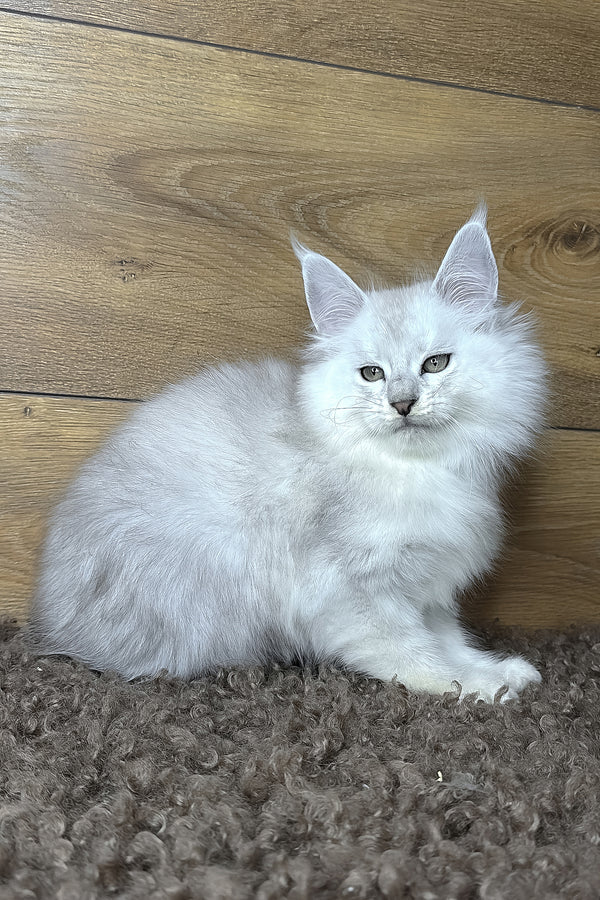 Harden | Maine Coon Kitten