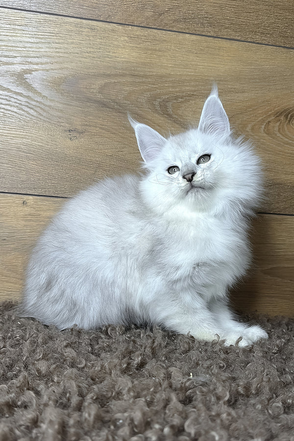 Harden | Maine Coon Kitten