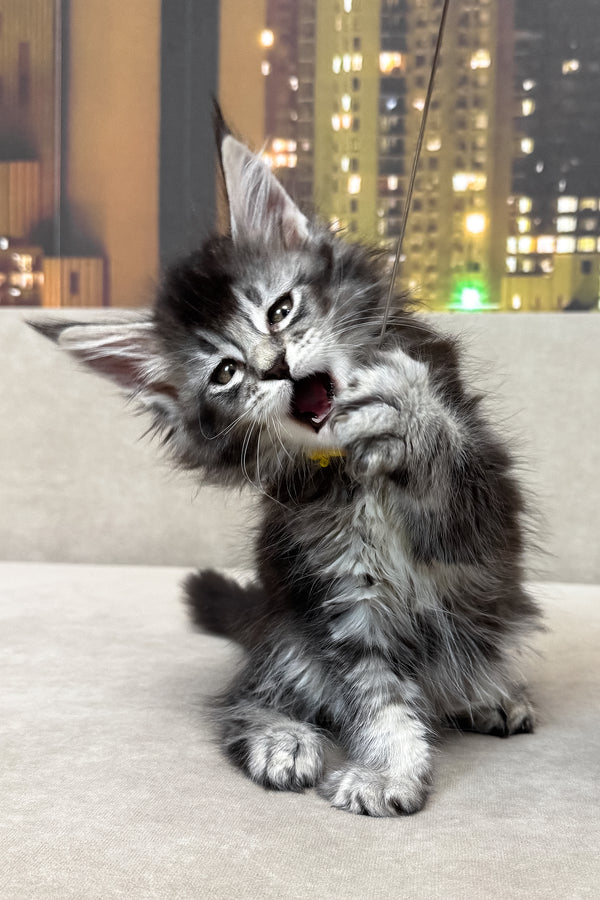 Joy | Maine Coon Kitten