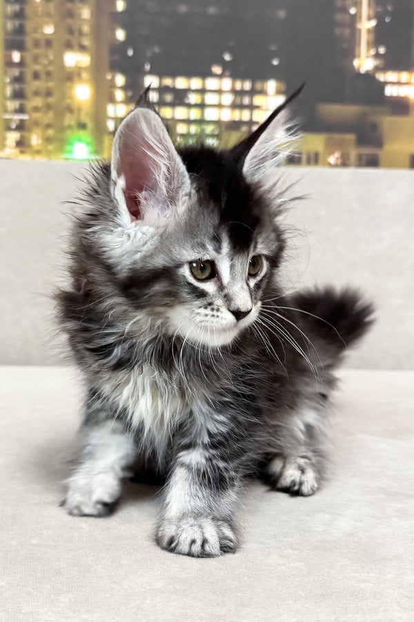 Joy | Maine Coon Kitten