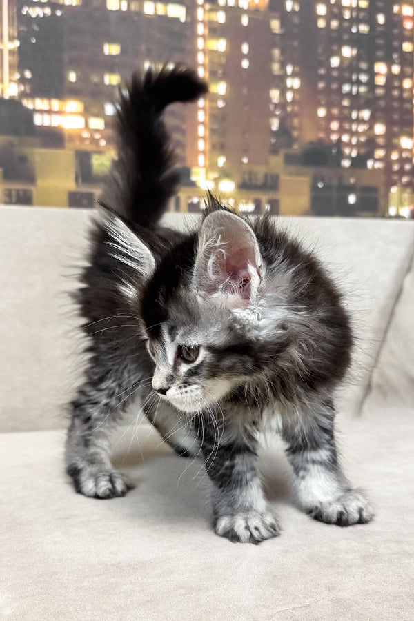 Joy | Maine Coon Kitten