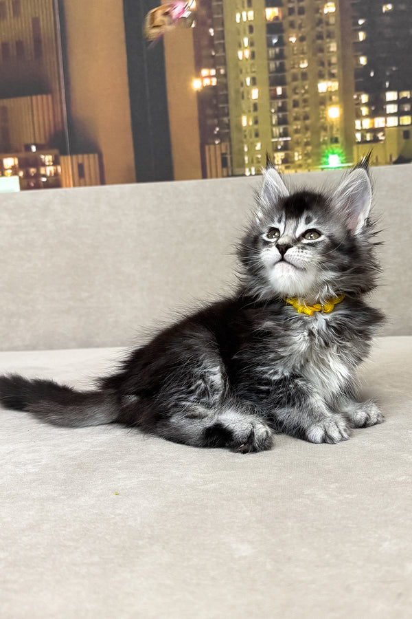 Joy | Maine Coon Kitten