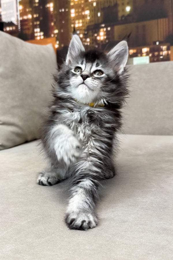 Joy | Maine Coon Kitten