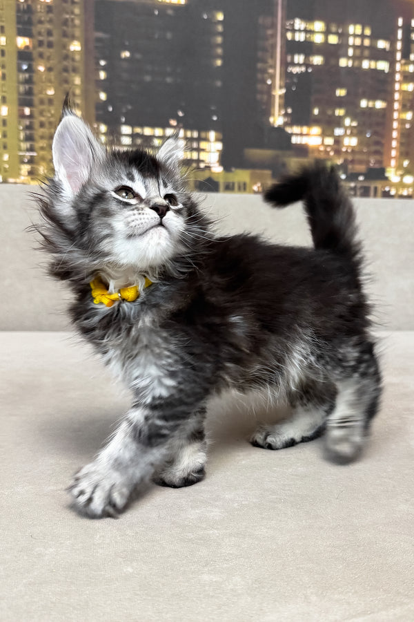Joy | Maine Coon Kitten