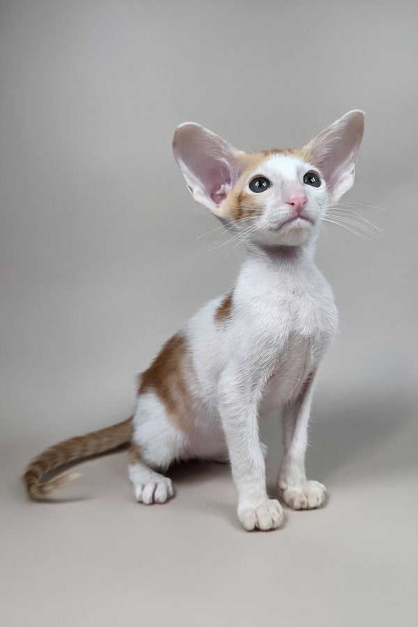 Kiro | Oriental Shorthair Kitten