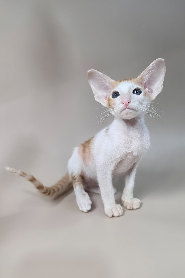 Kiro | Oriental Shorthair Kitten