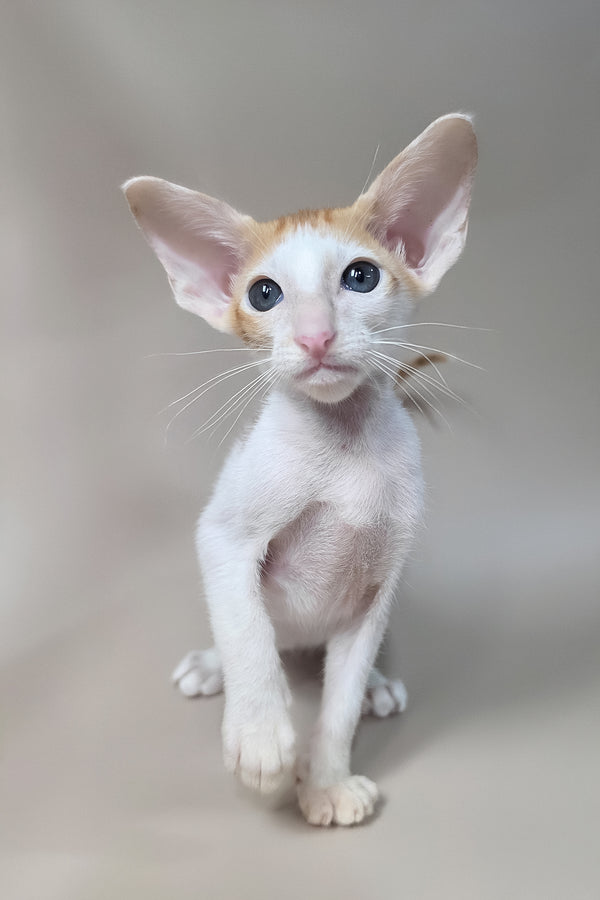 Kiro | Oriental Shorthair Kitten