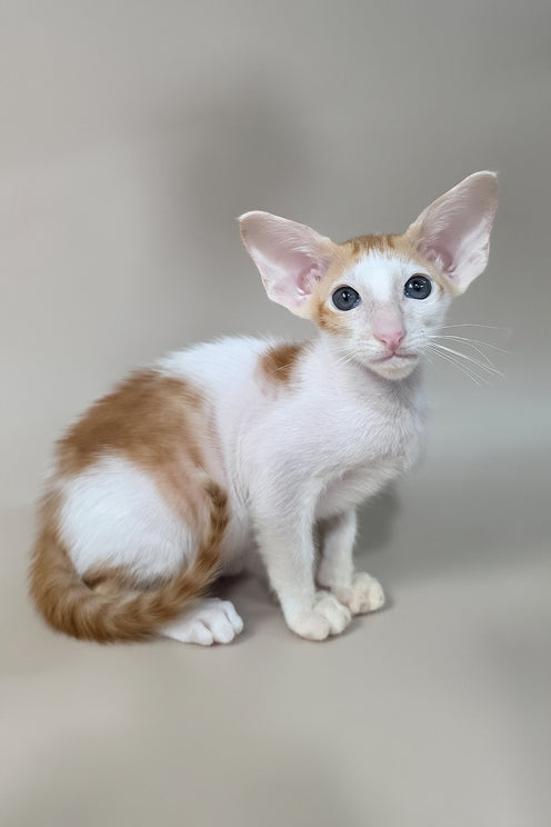 Kiro | Oriental Shorthair Kitten