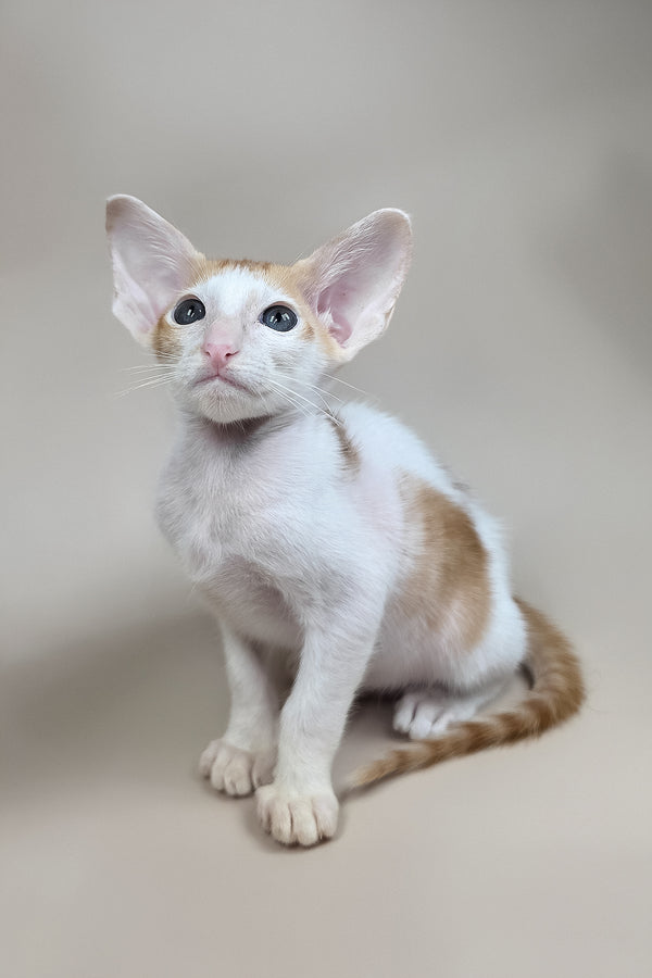 Kiro | Oriental Shorthair Kitten