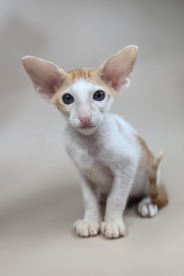 Kiro | Oriental Shorthair Kitten
