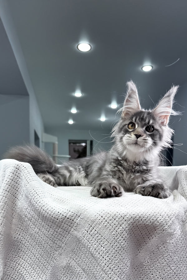 Karine | Polydactyl Maine Coon Kitten