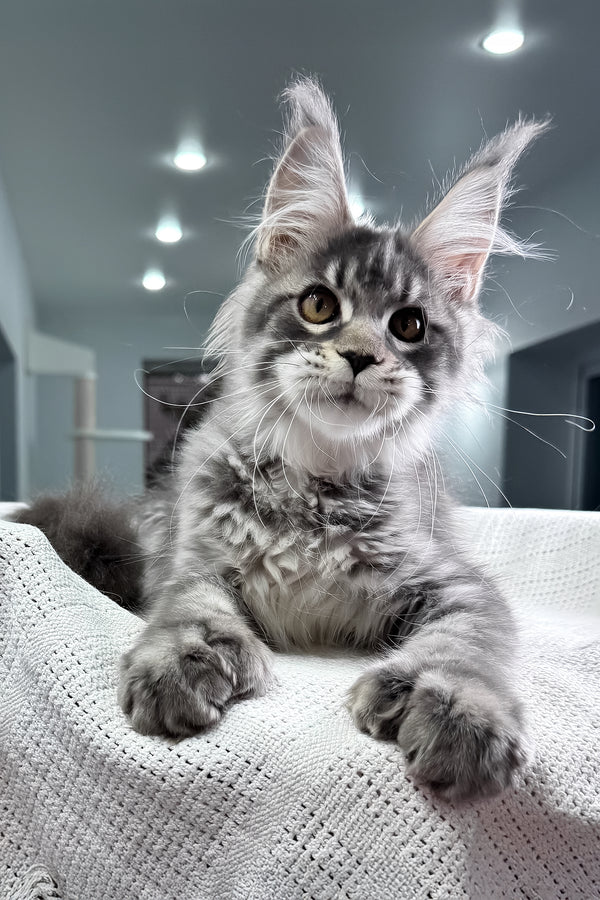 Karine | Polydactyl Maine Coon Kitten