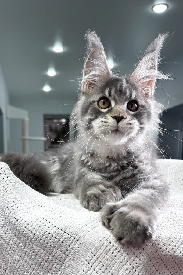 Karine | Polydactyl Maine Coon Kitten