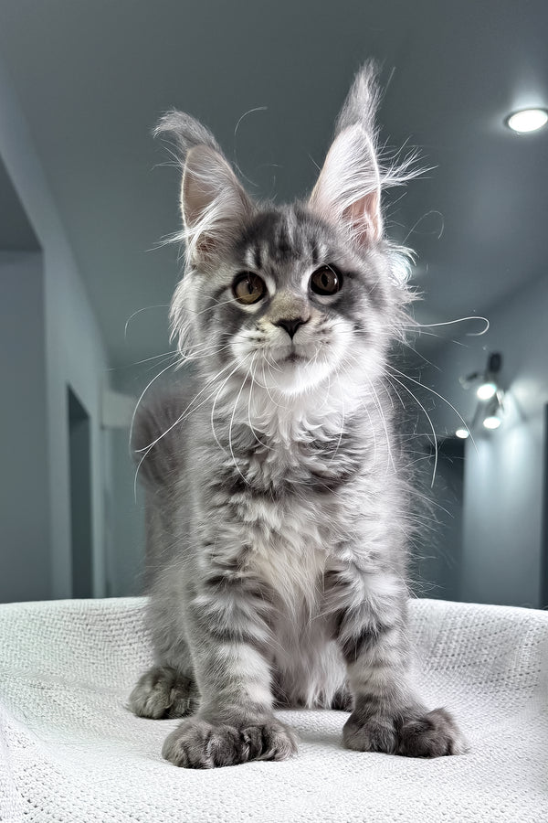 Karine | Polydactyl Maine Coon Kitten