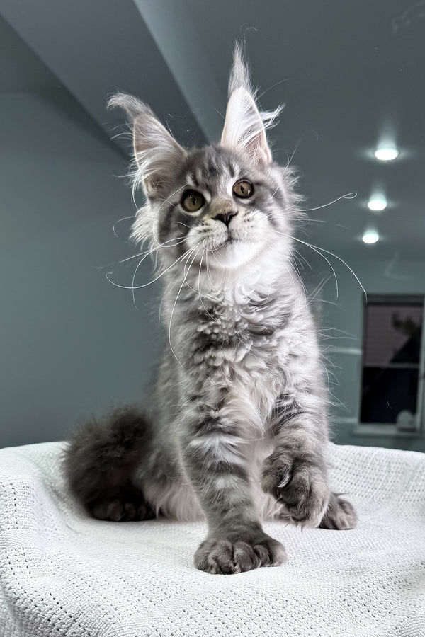 Karine | Polydactyl Maine Coon Kitten
