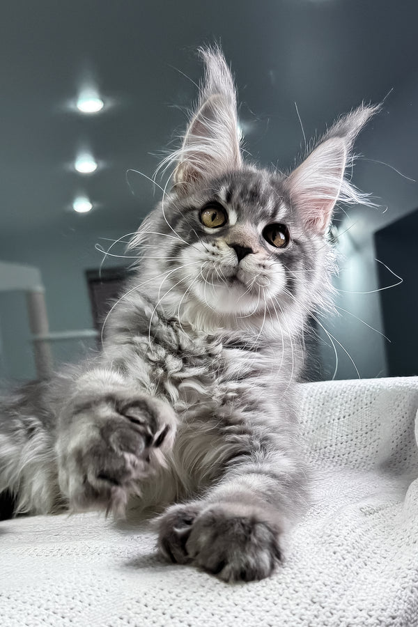 Karine | Polydactyl Maine Coon Kitten