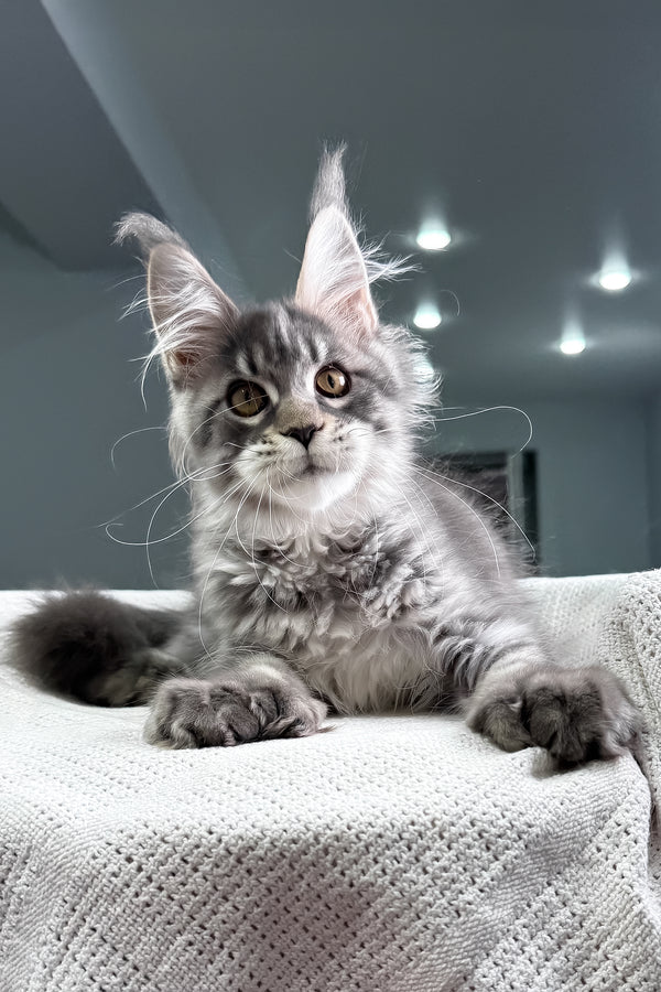 Karine | Polydactyl Maine Coon Kitten