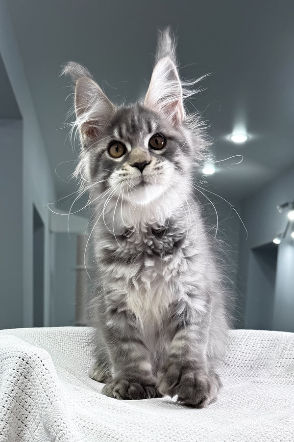 Karine | Polydactyl Maine Coon Kitten