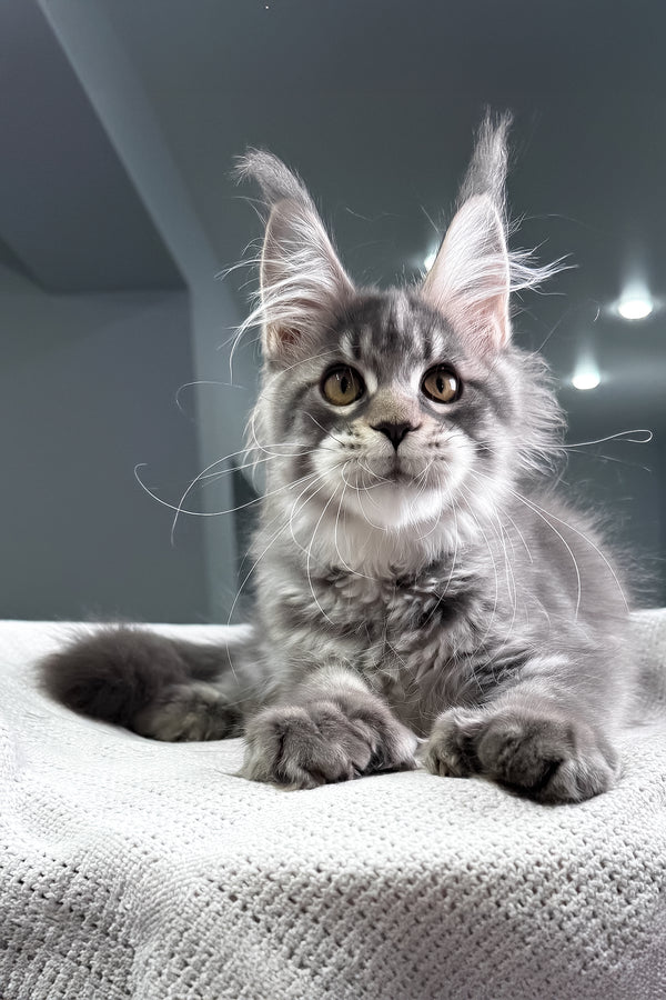 Karine | Polydactyl Maine Coon Kitten