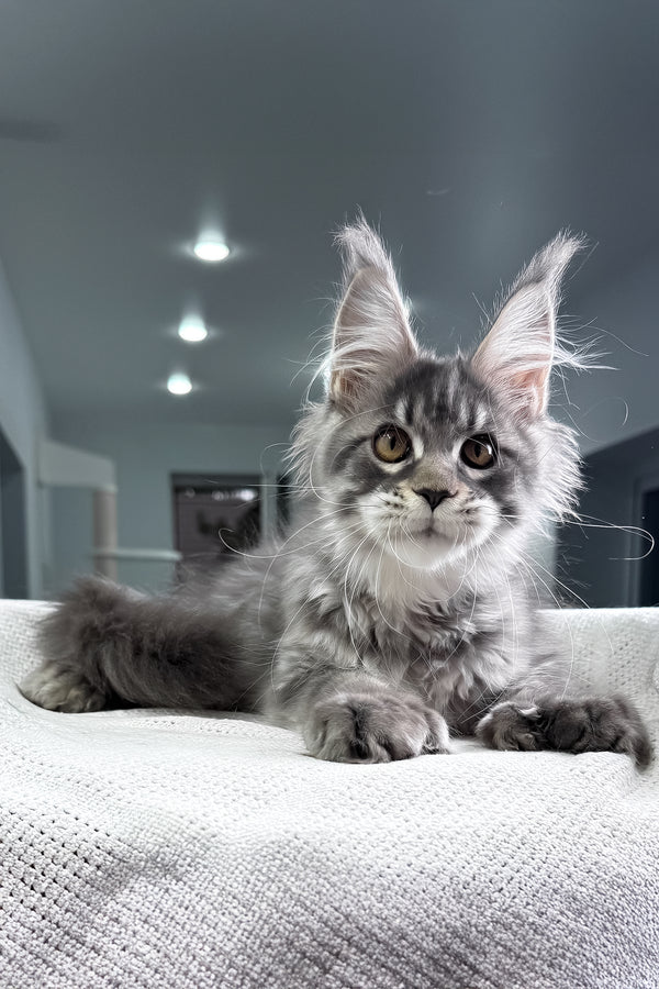 Karine | Polydactyl Maine Coon Kitten