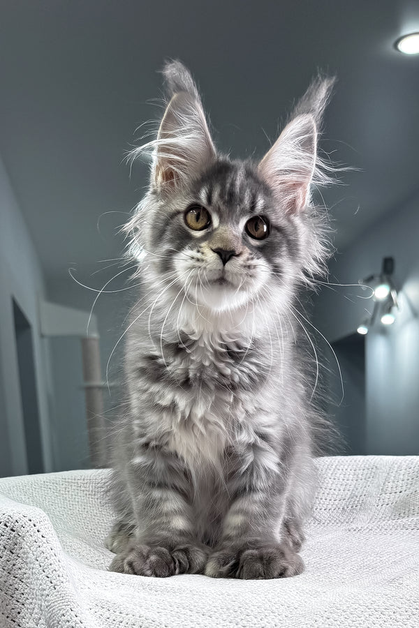 Karine | Polydactyl Maine Coon Kitten