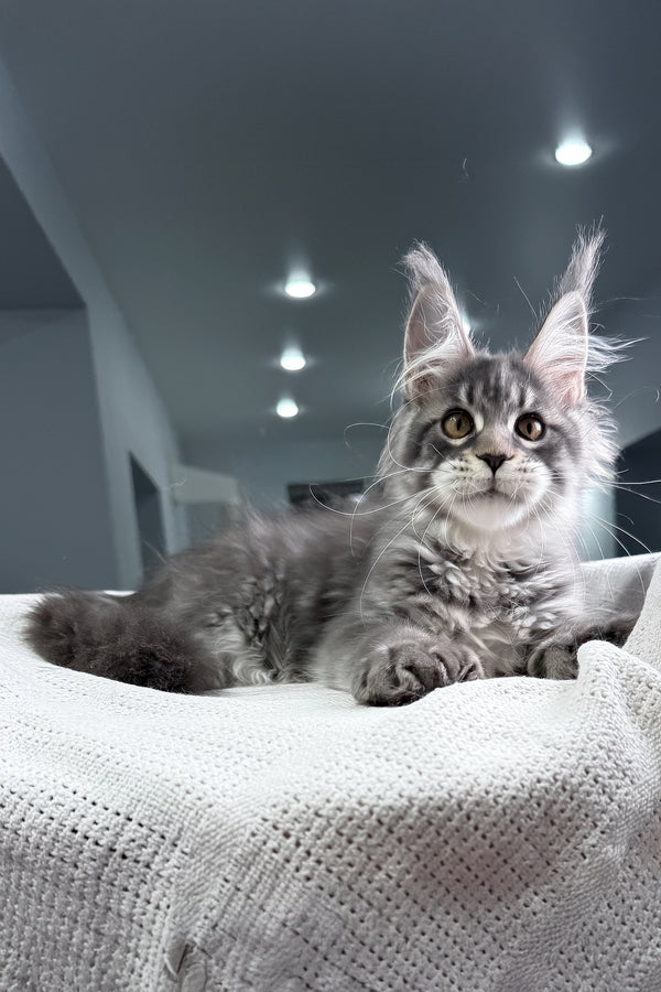 Karine | Polydactyl Maine Coon Kitten