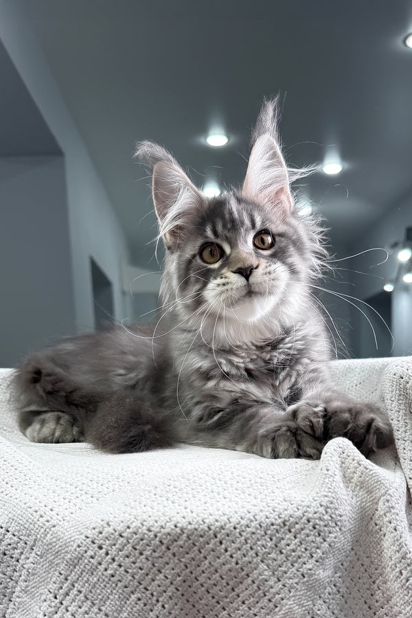 Karine | Polydactyl Maine Coon Kitten
